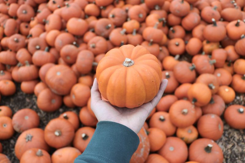 Check Your Pumpkins Every Few Days