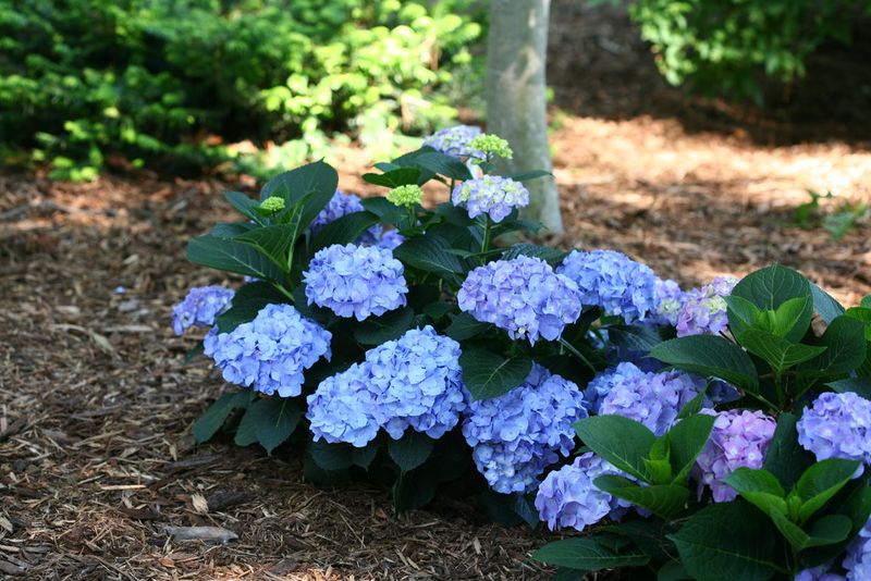Check Your Soil Before Reaching For The Hose In Virginia