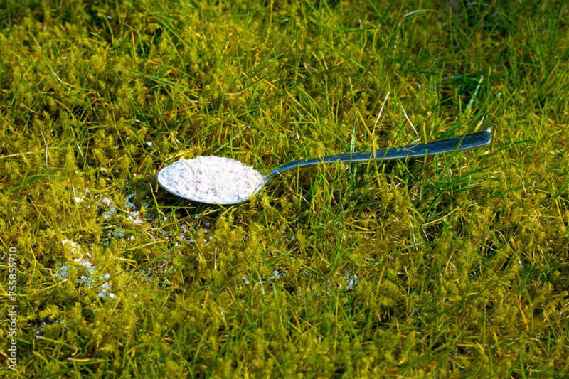 Check Your Soil pH And Lime If Needed Check Your Soil pH And Lime If Needed