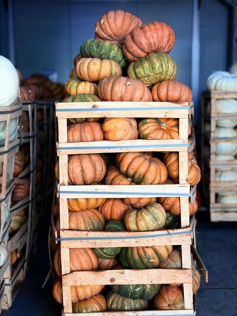 Check Your Stored Squash Pile Every Week Or Two Check Your Stored Squash Pile Every Week Or Two