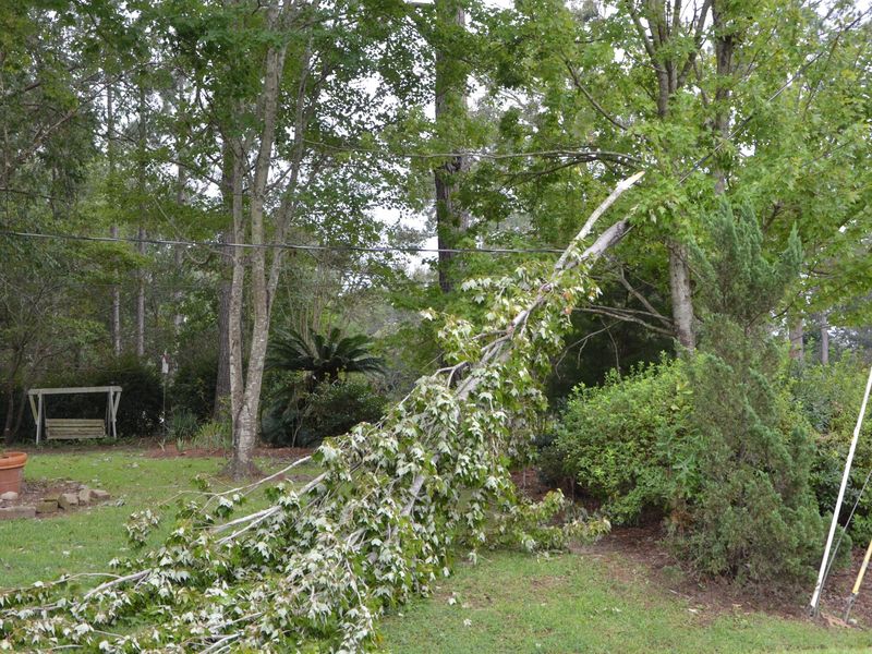 Check Your Trees As Soon As It’s Safe