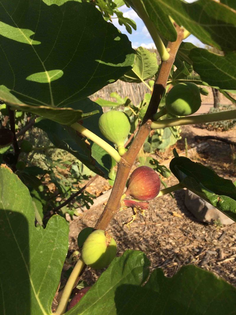 Check the crop window before calling the season a failure Check the crop window before calling the season a failure