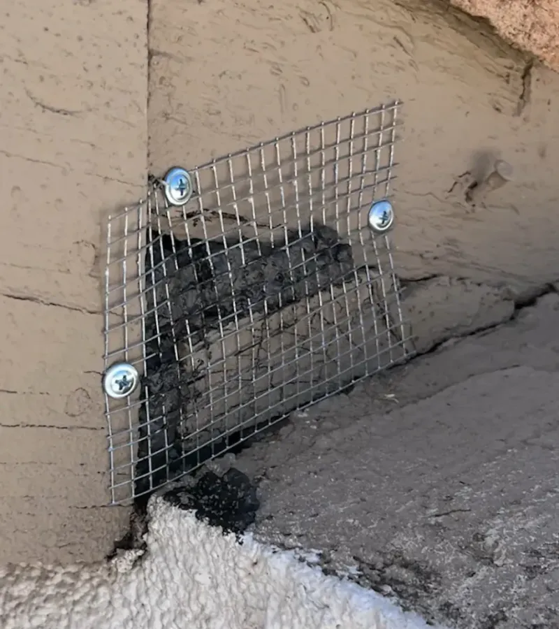 Check the house for rodent concerns