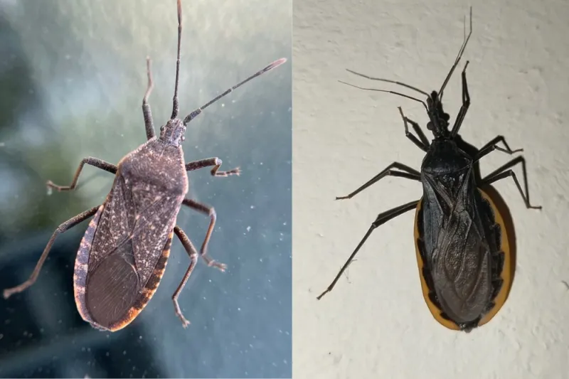 Check the insect’s identity before acting