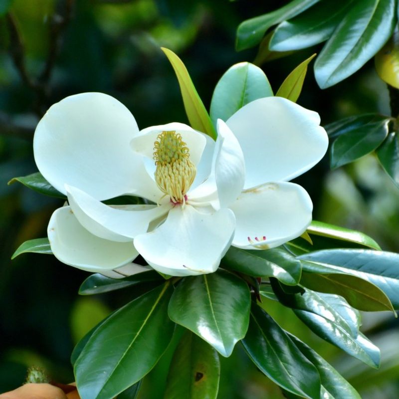 Check the leaves and flowers before naming the tree Check the leaves and flowers before naming the tree