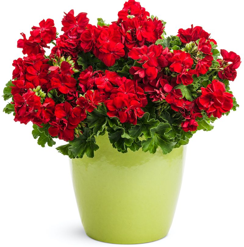 Check the potting mix before adding fertilizer Check the potting mix before adding fertilizer