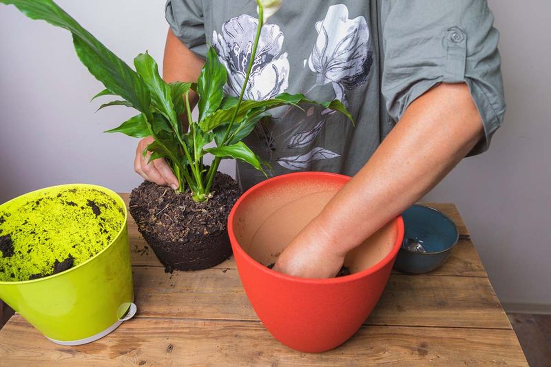 Check the potting mix before changing your watering Check the potting mix before changing your watering