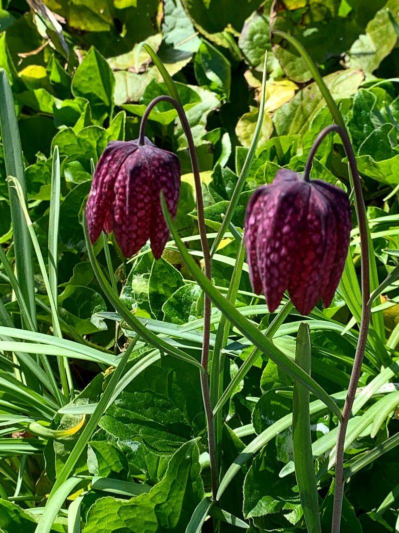 Checkered Fritillaries Checkered Fritillaries