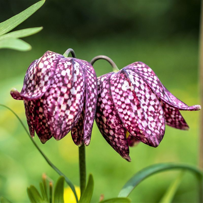 Checkered Lily Checkered Lily