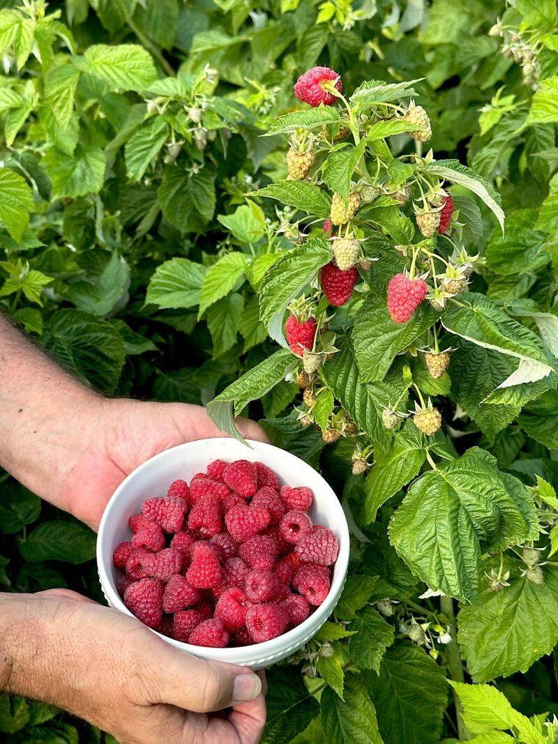 Checking Plants Every Couple Of Days Keeps Fruit From Going Soft Checking Plants Every Couple Of Days Keeps Fruit From Going Soft