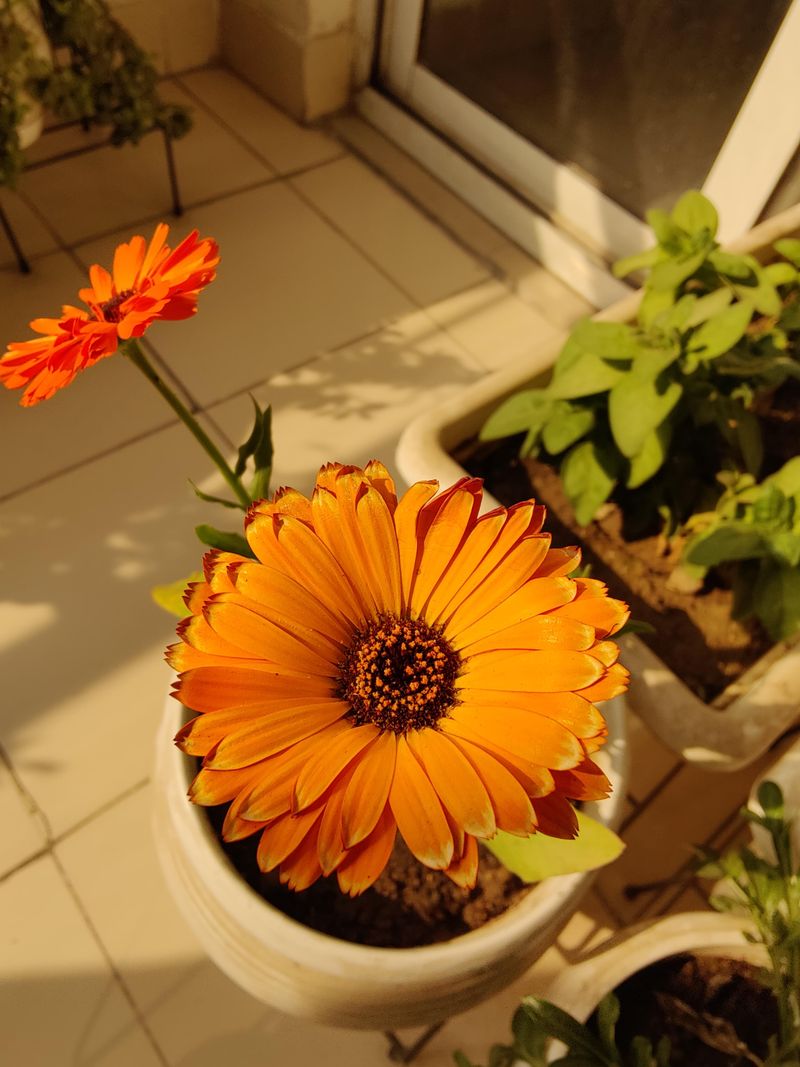 Cheerful Calendula Handles Light Frost, With Edible Petals To Boot