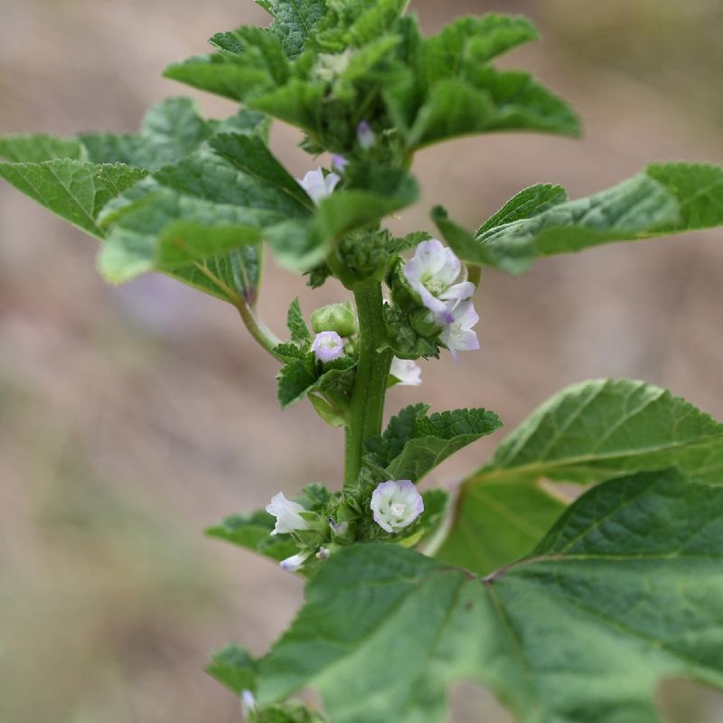 Cheeseweed (Little Mallow) Cheeseweed (Little Mallow)