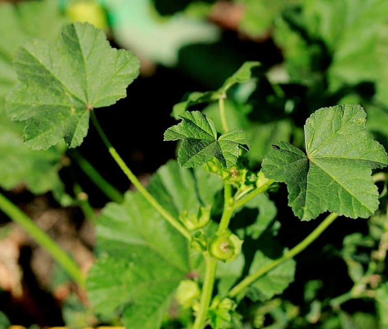 Cheeseweed Mallow