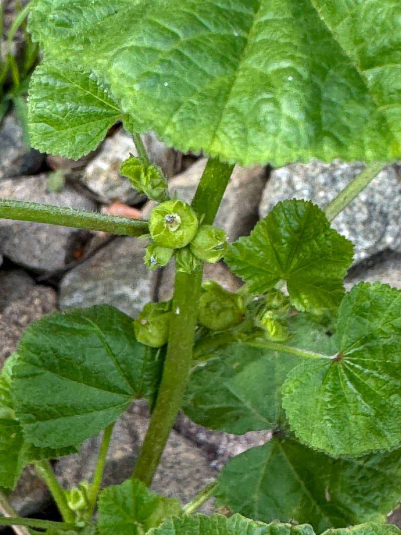 Cheeseweed Mallow Cheeseweed Mallow