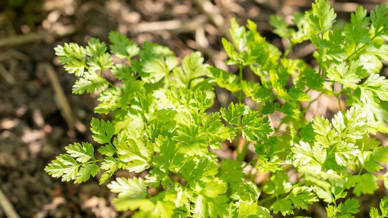 Chervil Rewards A Cool Season Start
