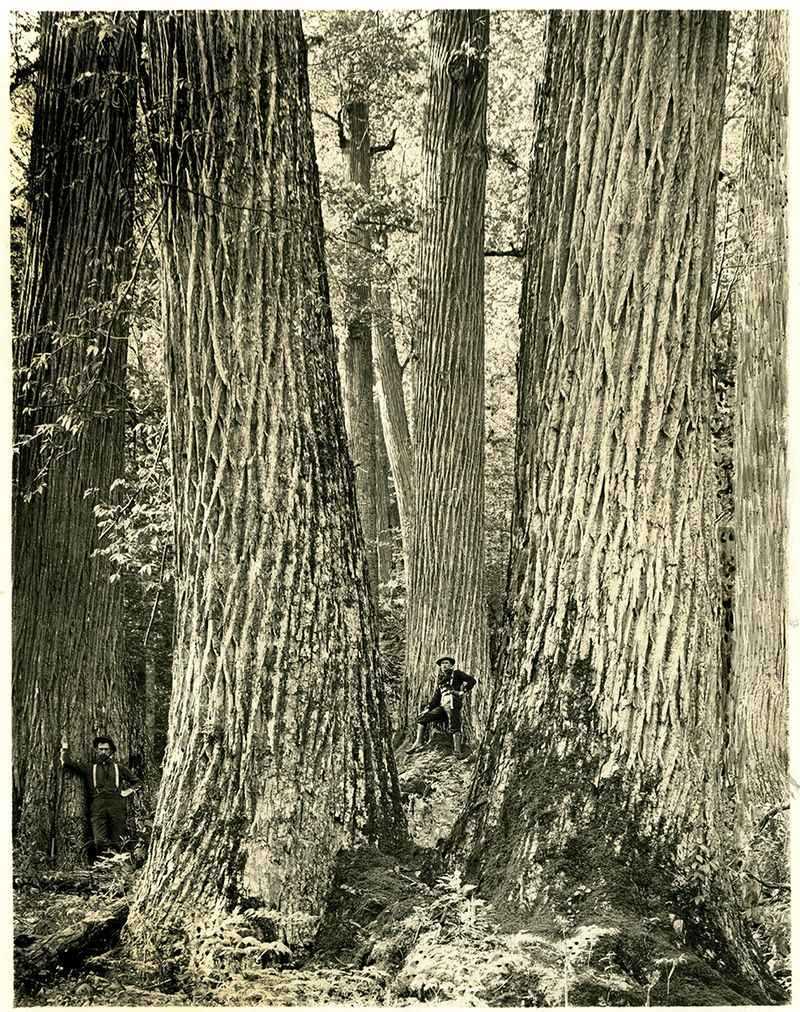 Chestnuts Once Made Up A Huge Share Of Eastern Forests