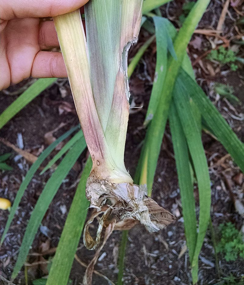 Chewed Bulbs And Garden Roots Say Your Beds Are On The Menu