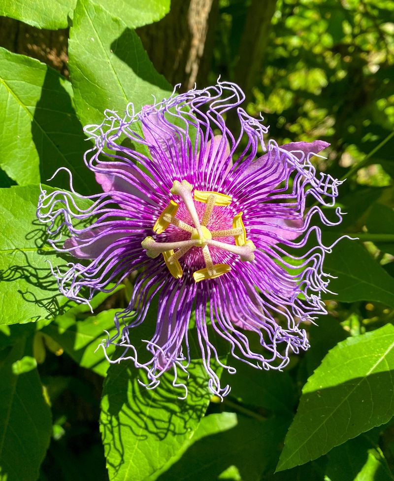 Chewed Vines Typically Bounce Back From The Roots