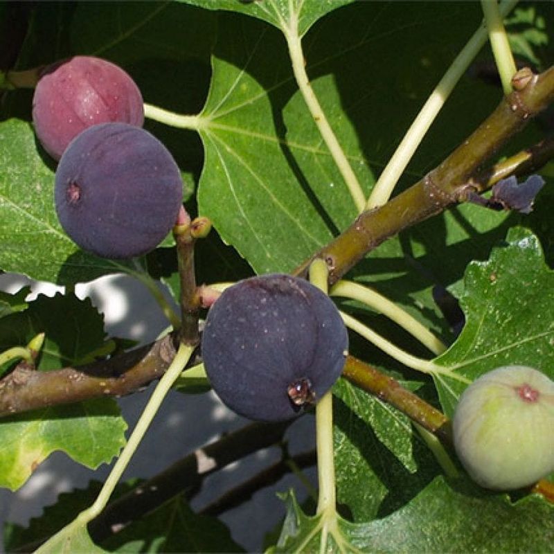 Chicago Hardy Fig