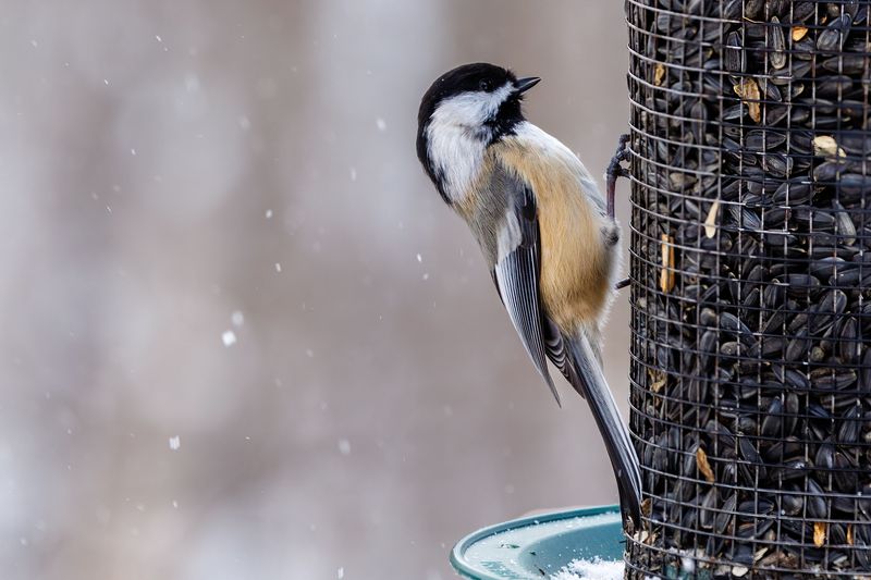 Chickadees Swap Bugs for Seeds When the Cold Moves In Chickadees Swap Bugs for Seeds When the Cold Moves In