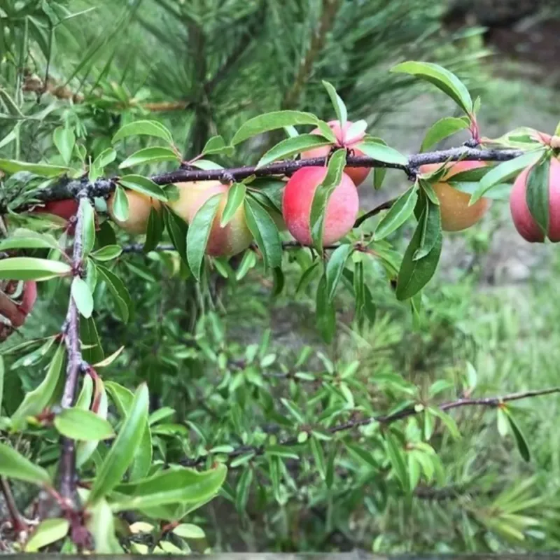 Chickasaw Plum Chickasaw Plum