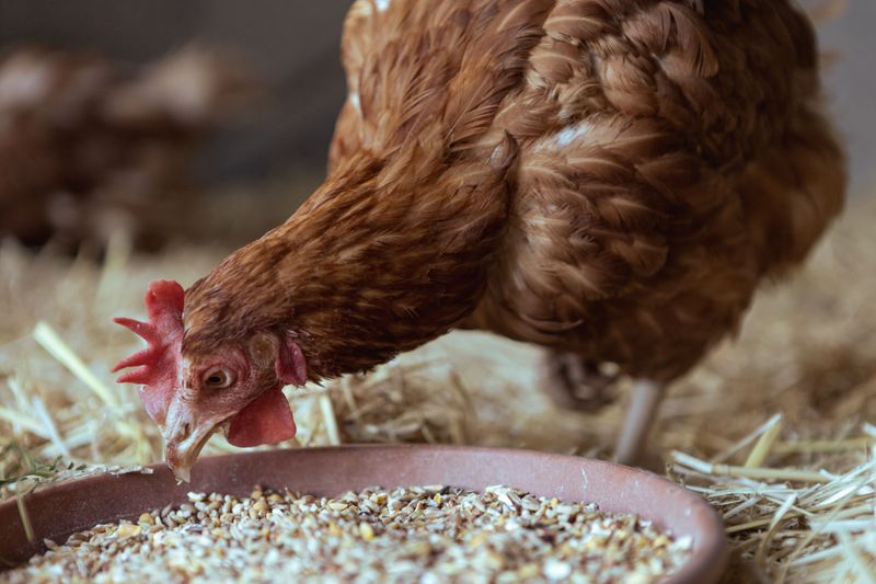 Chicken Coops And Animal Feed Chicken Coops And Animal Feed