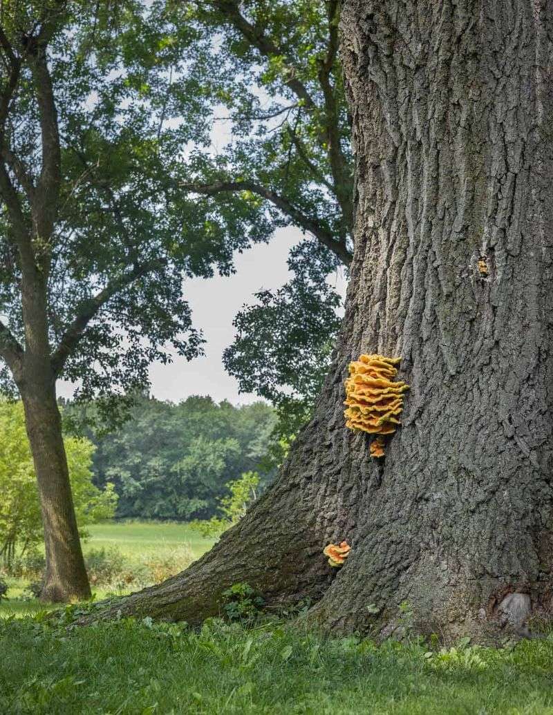 Chicken-Of-The-Woods Brackets Show Up On The Trunk
