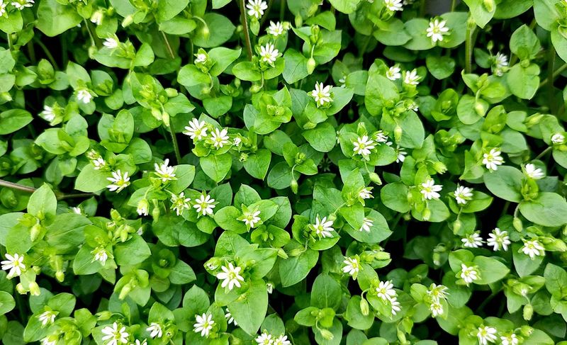 Chickweed