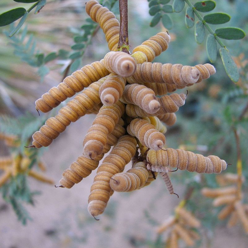Chilean Mesquite Alternative: Screwbean Mesquite