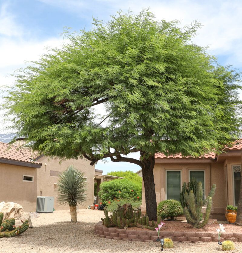 Chilean Mesquite