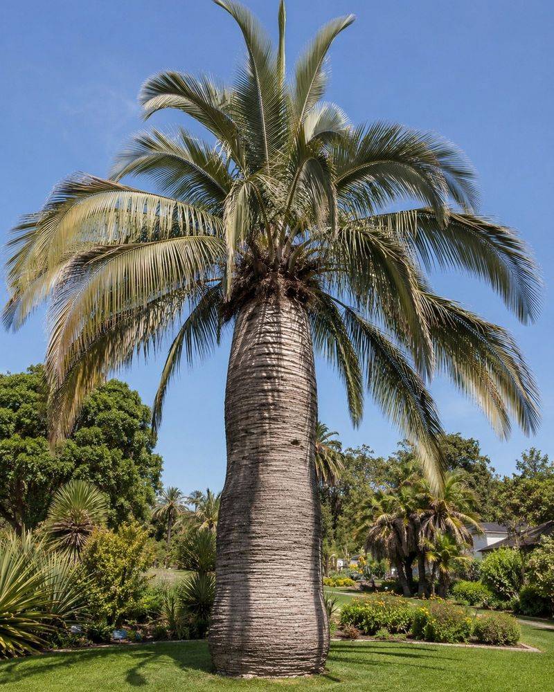 Chilean Wine Palm Is Slow But Mighty