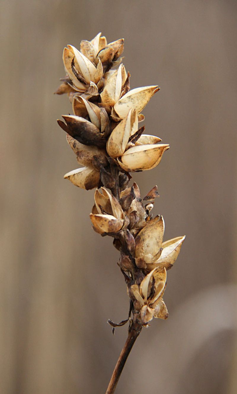 Chill Turtlehead Seeds Before Spring Sowing Chill Turtlehead Seeds Before Spring Sowing