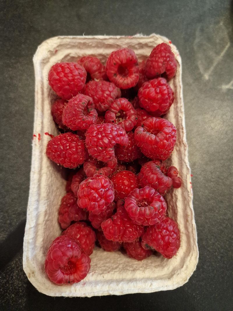 Chilling Berries Soon After Picking Extends Their Short Shelf Life Chilling Berries Soon After Picking Extends Their Short Shelf Life