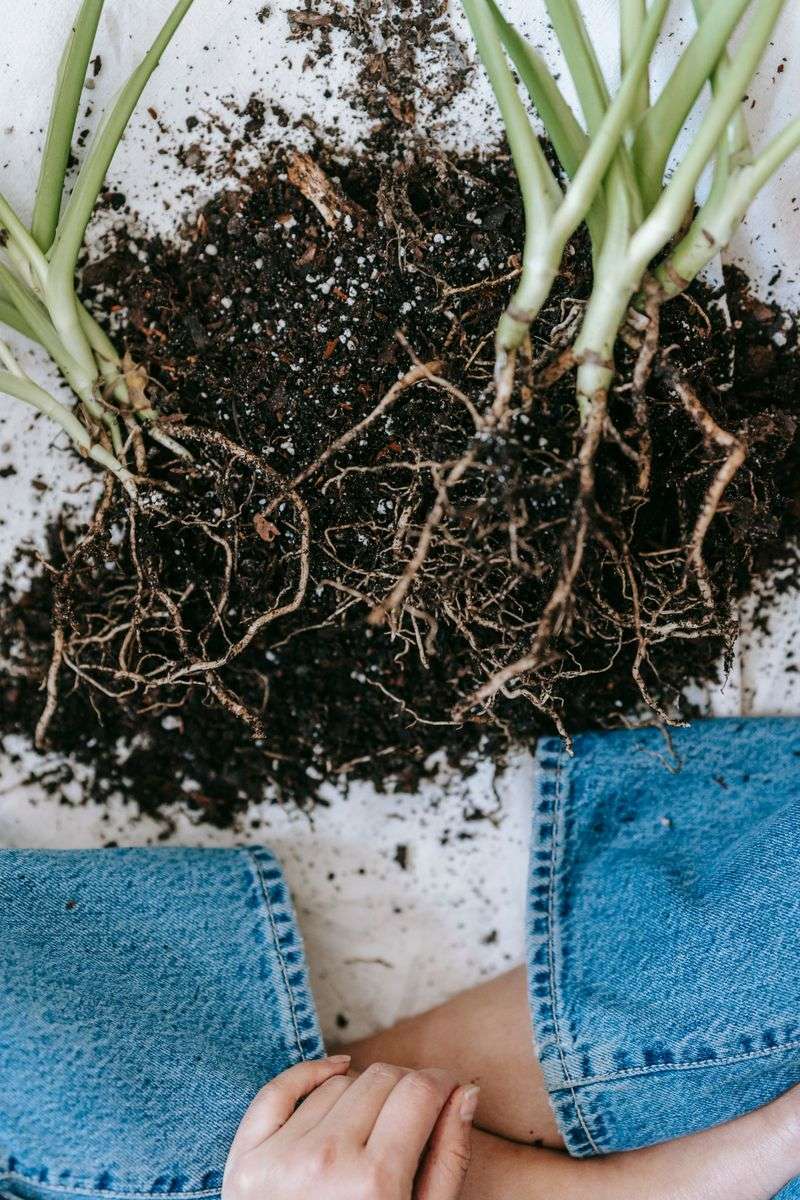 Chilling Soil Before Roots Get Settled Chilling Soil Before Roots Get Settled