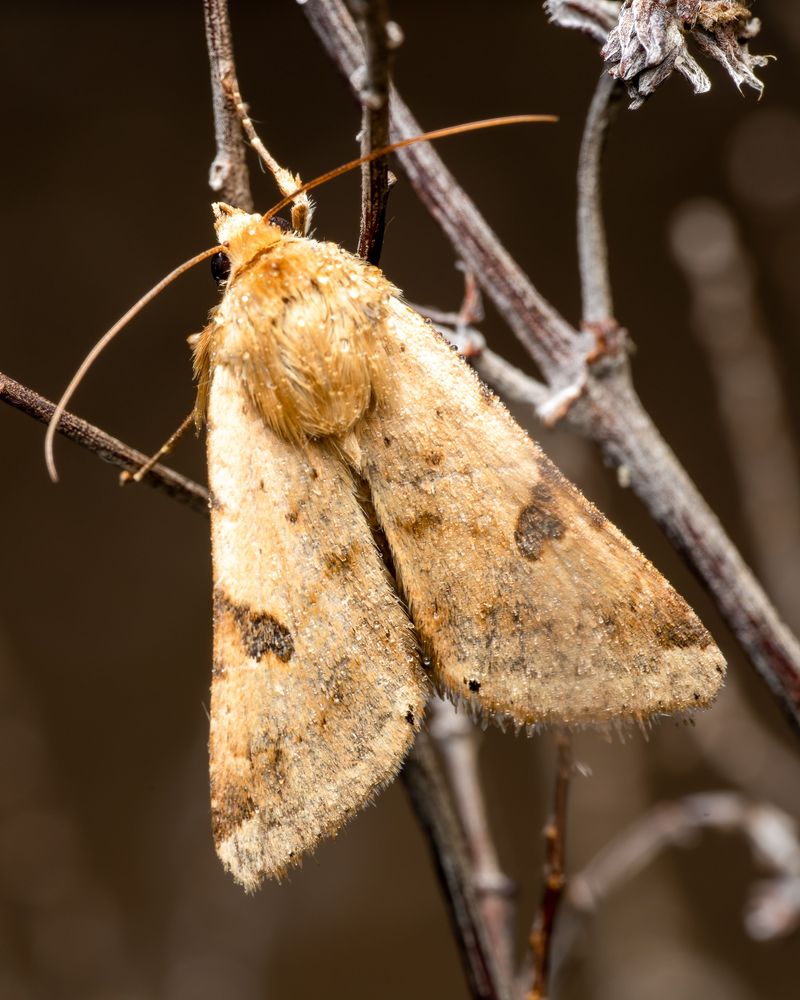 Chilly Night Moths And Other Late Visitors