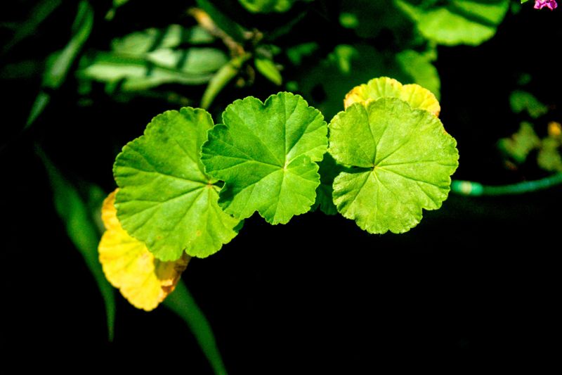 Chilly Nights Stressing Geraniums Chilly Nights Stressing Geraniums
