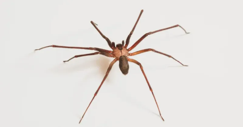 Chilly Nights That Send Spiders Searching