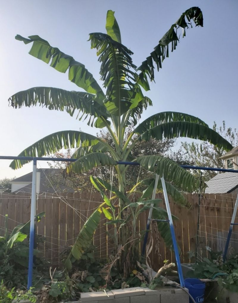 Chilly Weather Can Keep Bunches From Emerging Chilly Weather Can Keep Bunches From Emerging