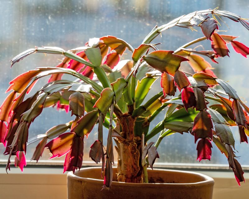 Chilly Window Drafts Are Harming Your Christmas Cactus