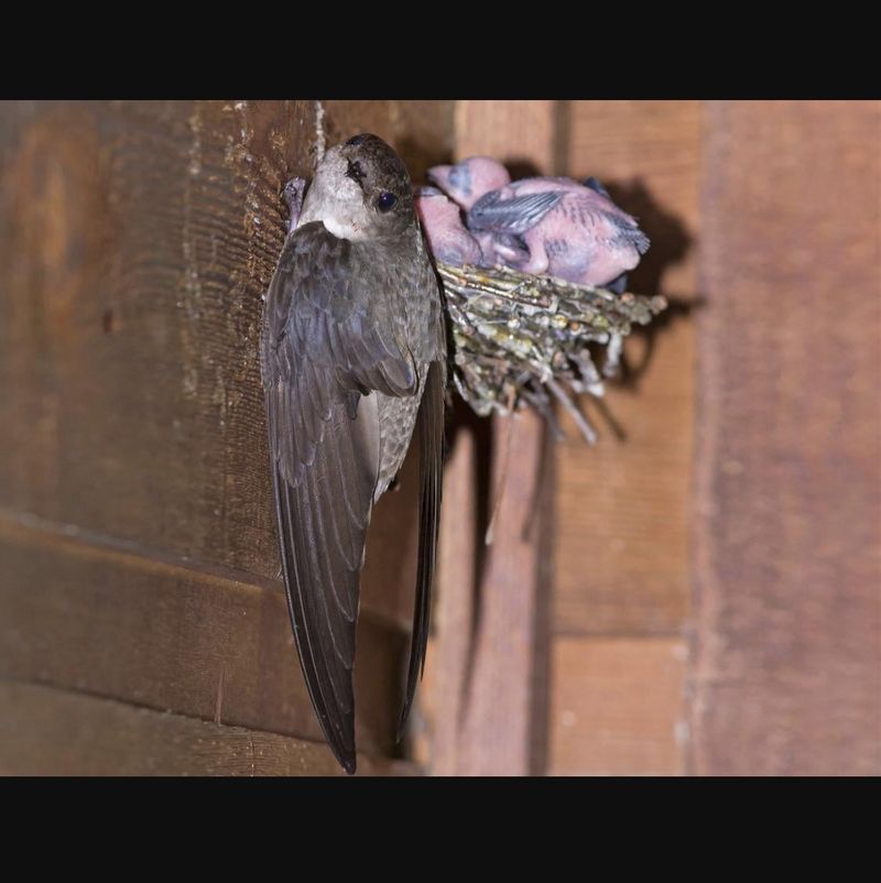Chimney Swifts In The Flue