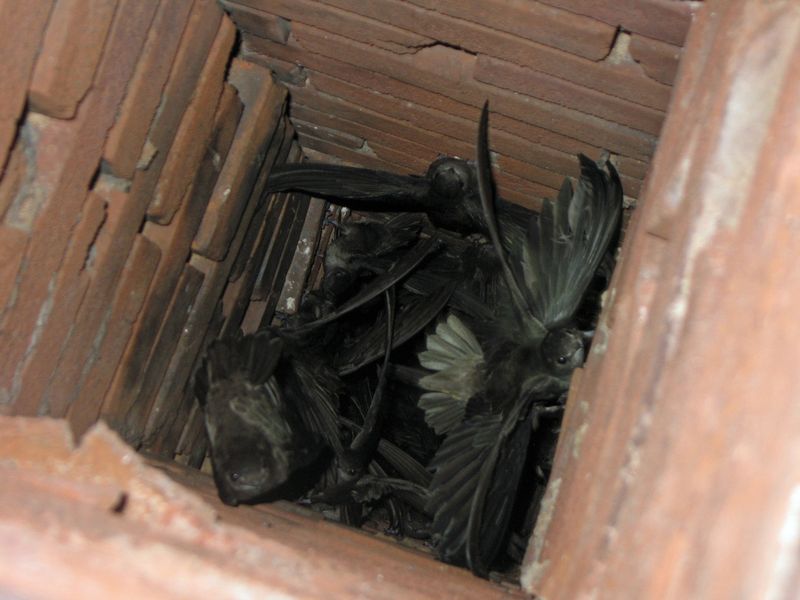 Chimney Swifts Inside Flues Chimney Swifts Inside Flues