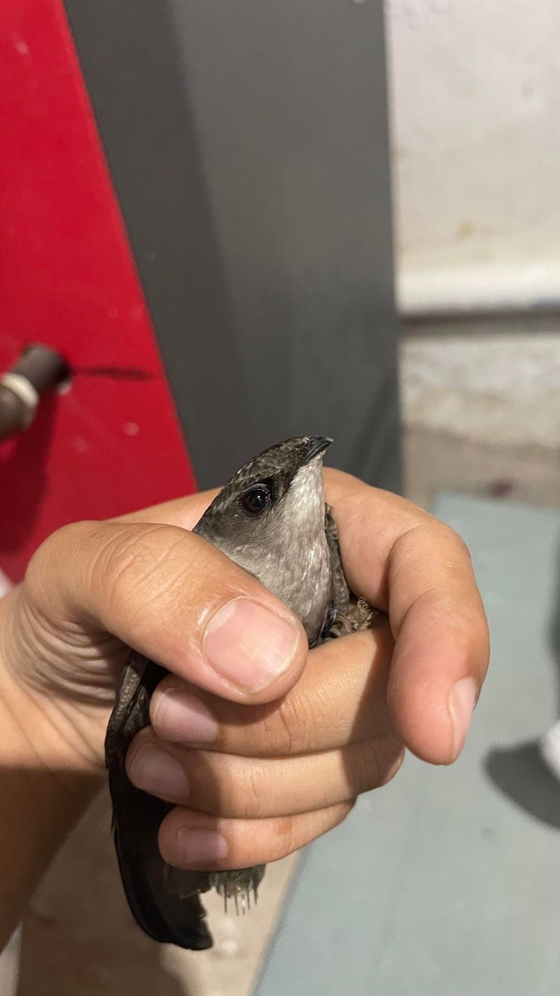 Chimney Swifts Inside Flues