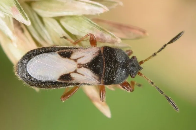 Chinch Bugs Can Fool Homeowners