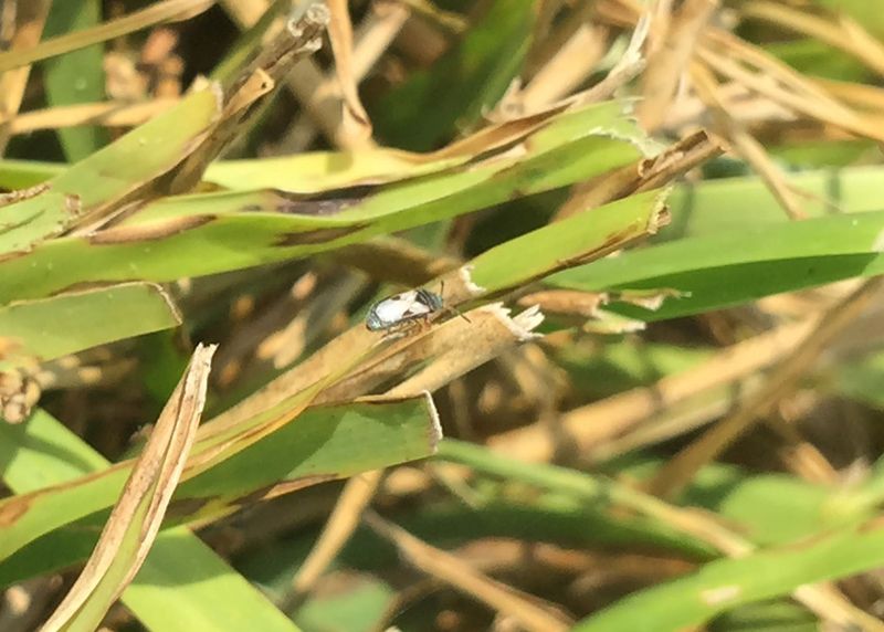 Chinch Bugs Have Been Feeding