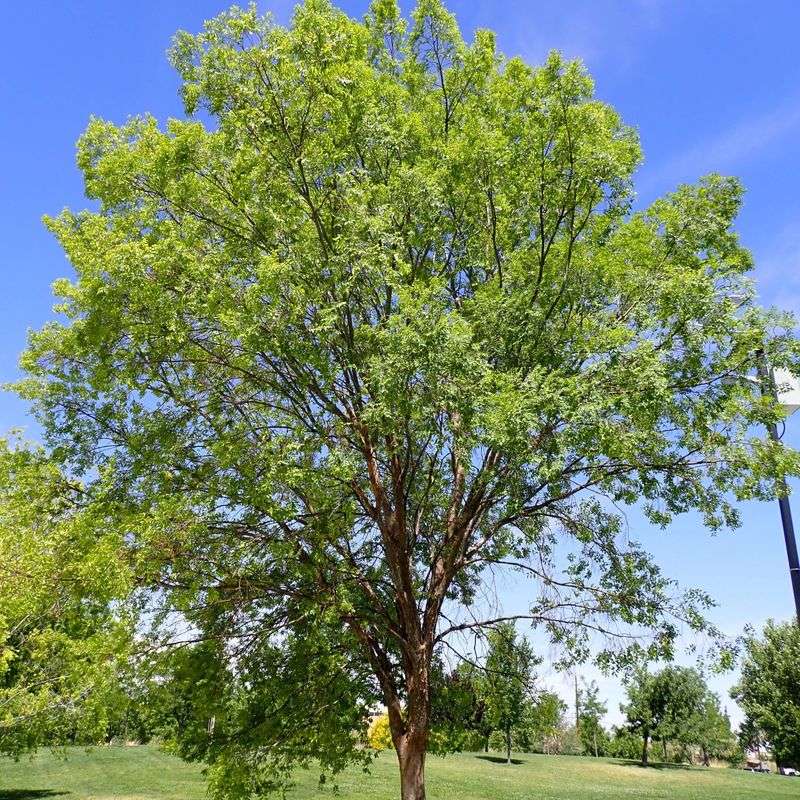 Chinese Elm