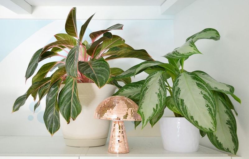 Chinese Evergreen Adds Color Where Sunlight Never Reaches