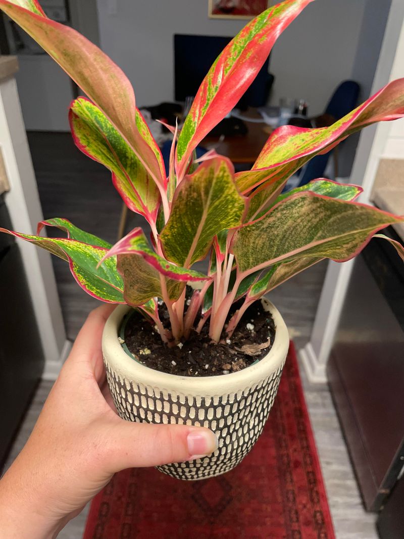 Chinese Evergreen Adds Color Where Sunlight Never Reaches
