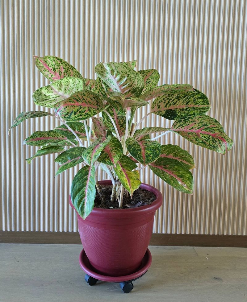 Chinese Evergreen Chinese Evergreen