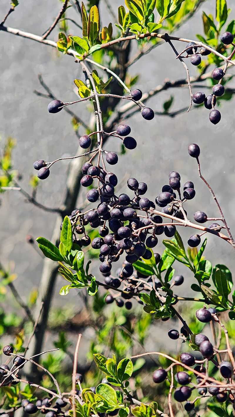 Chinese Privet Is The Hedge Behind The Blue Berries