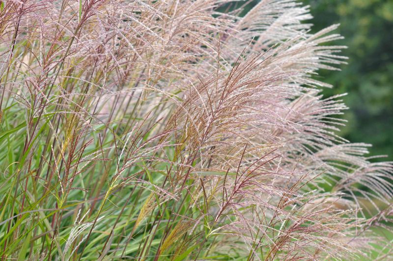 Chinese Silver Grass Is Sold Only With A Warning